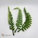 Dekorácia na tortu/rekvizita – Papradie